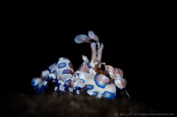 B L U E - I N K
Harlequin shrimp (Hymenocera picta)
Tul... by Irwin Ang 